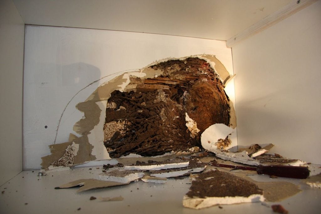 Dégats de poux bois termites en Martinique