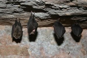 Groupe de chauve-souris dans un toit