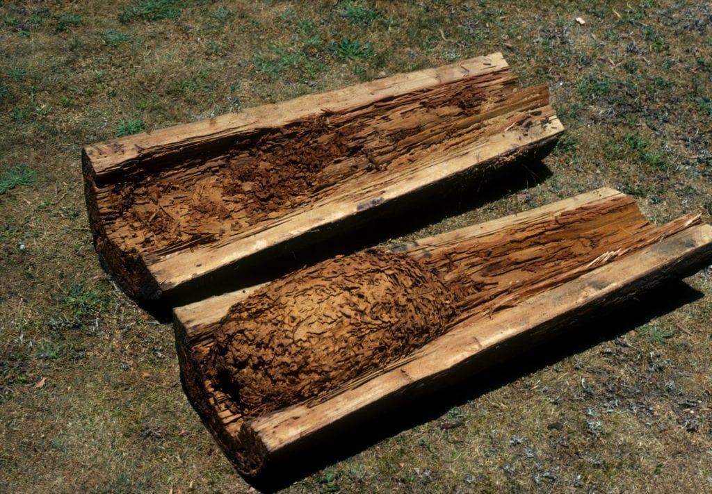 Tronc d'arbre rongé par un nid de termites