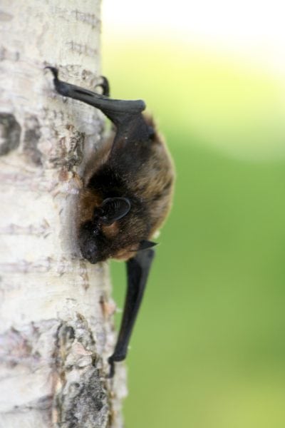 chauve-souris de Martinique