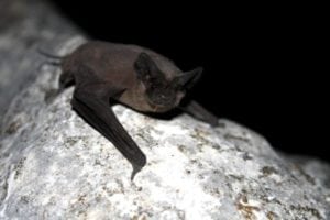 Chauve-souris dans une maison en Martinique
