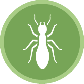 traitement anti termite en Martinique