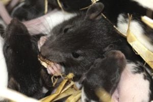 lutte contre les rats en Martinique