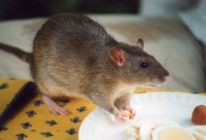 Problème de rat en Martinique ? optez pour la dératisation avec Monsieur Termite !