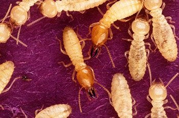 Termites arboricoles présentes en Martinique, appelées poux bois