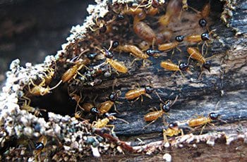 colonie de poux bois s'attaquant aux essences de bois et entrainent de gros dégats