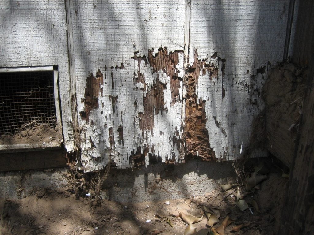 Les termites en creusant le bois provoquent des dégâts en Martinique